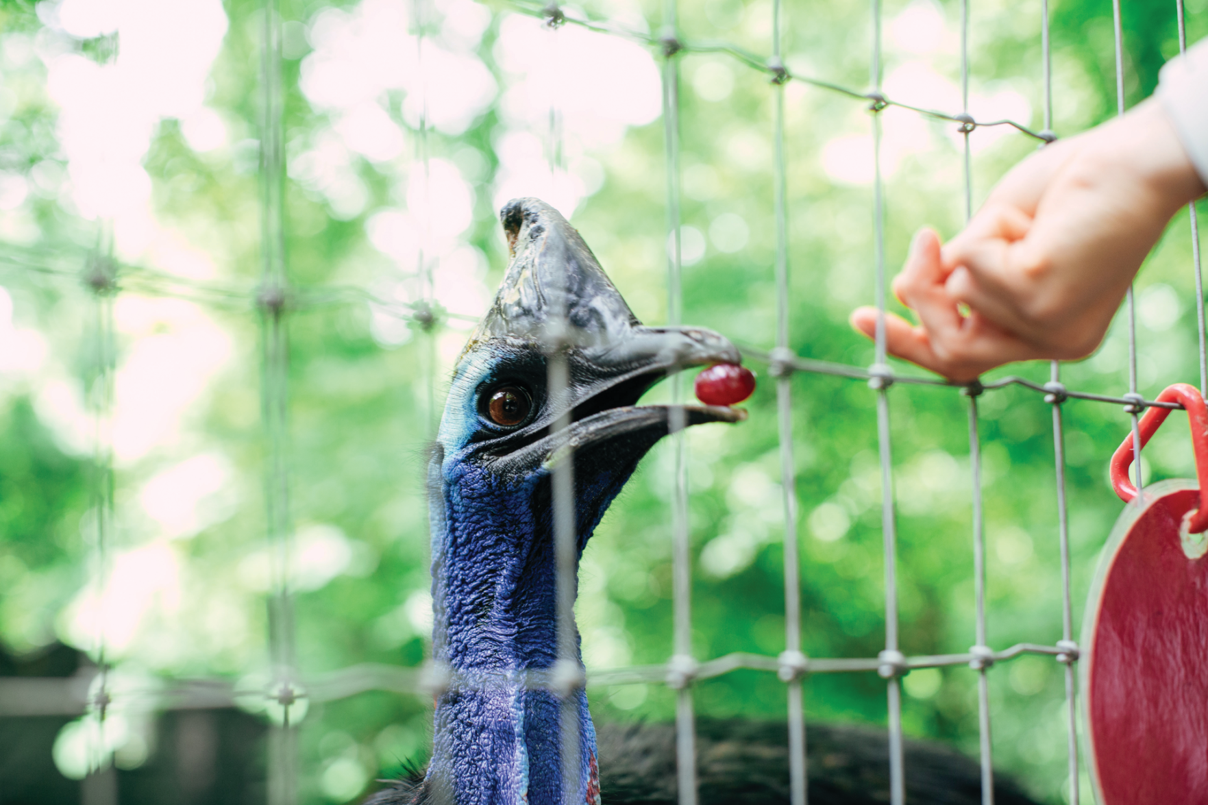 The Pet Issue 2021: Training Day